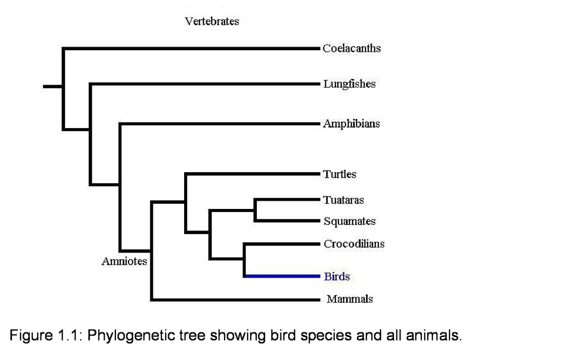 phylogenetic-tree-class-aves
